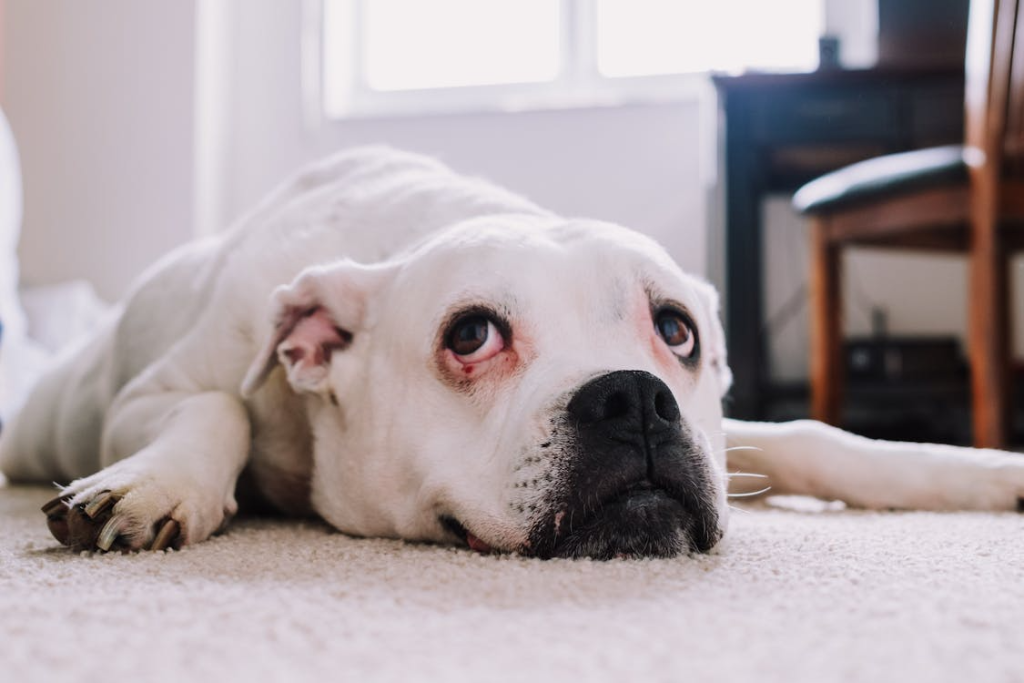 Relaxed White Pitbull Lying Indoors